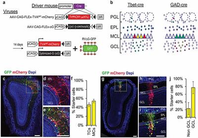 The Pre-synaptic Landscape of Mitral/Tufted Cells of the Main Olfactory Bulb